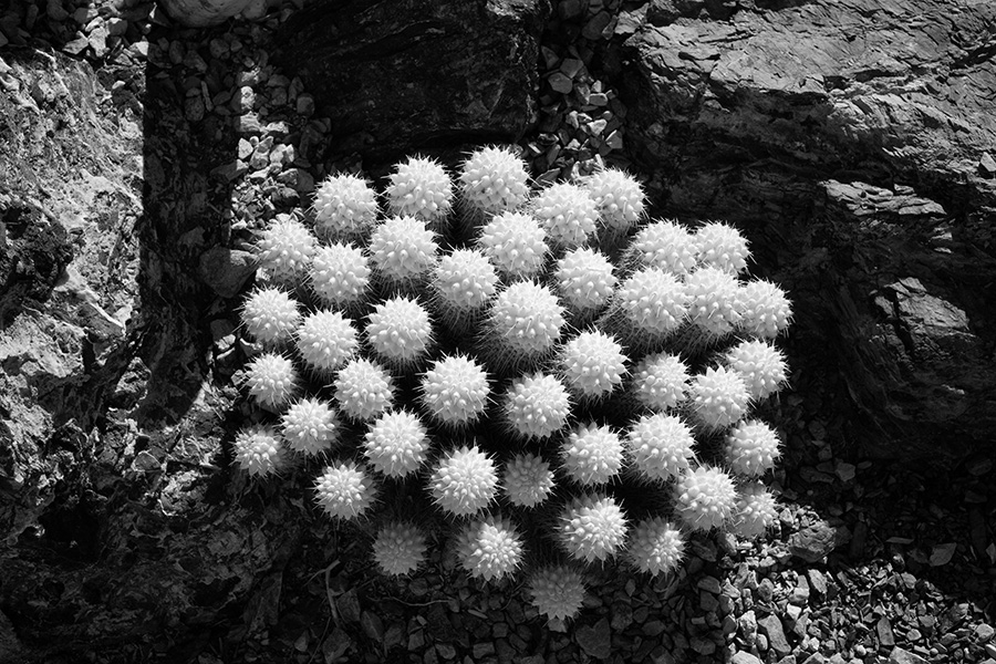 Infrared Phot0 of Cacti.
